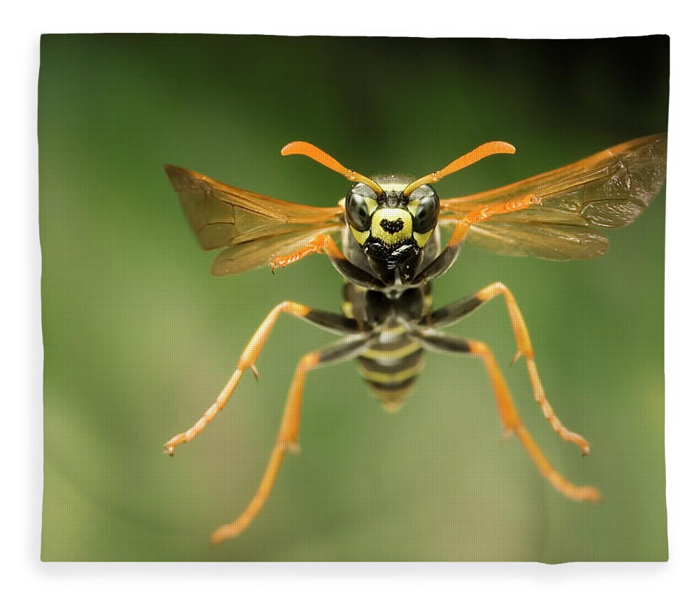 00640290 Fleece Blanket featuring the photograph Chinese Paper Wasp by Michael Durham