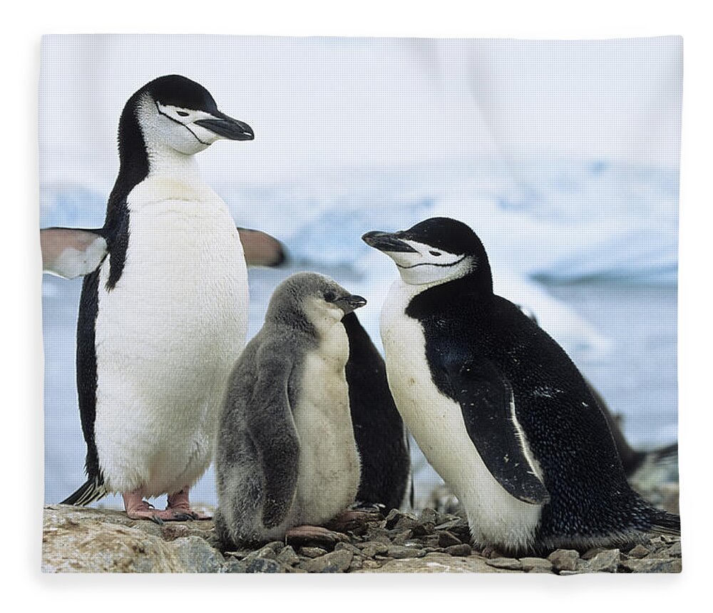 Feb0514 Fleece Blanket featuring the photograph Chinstrap Penguins And Chicks Antarctica by Konrad Wothe