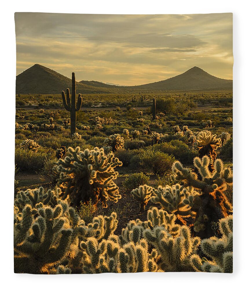 Cholla Cactus Fleece Blanket featuring the photograph Cholla Cactus Golden Hour by Tamara Becker