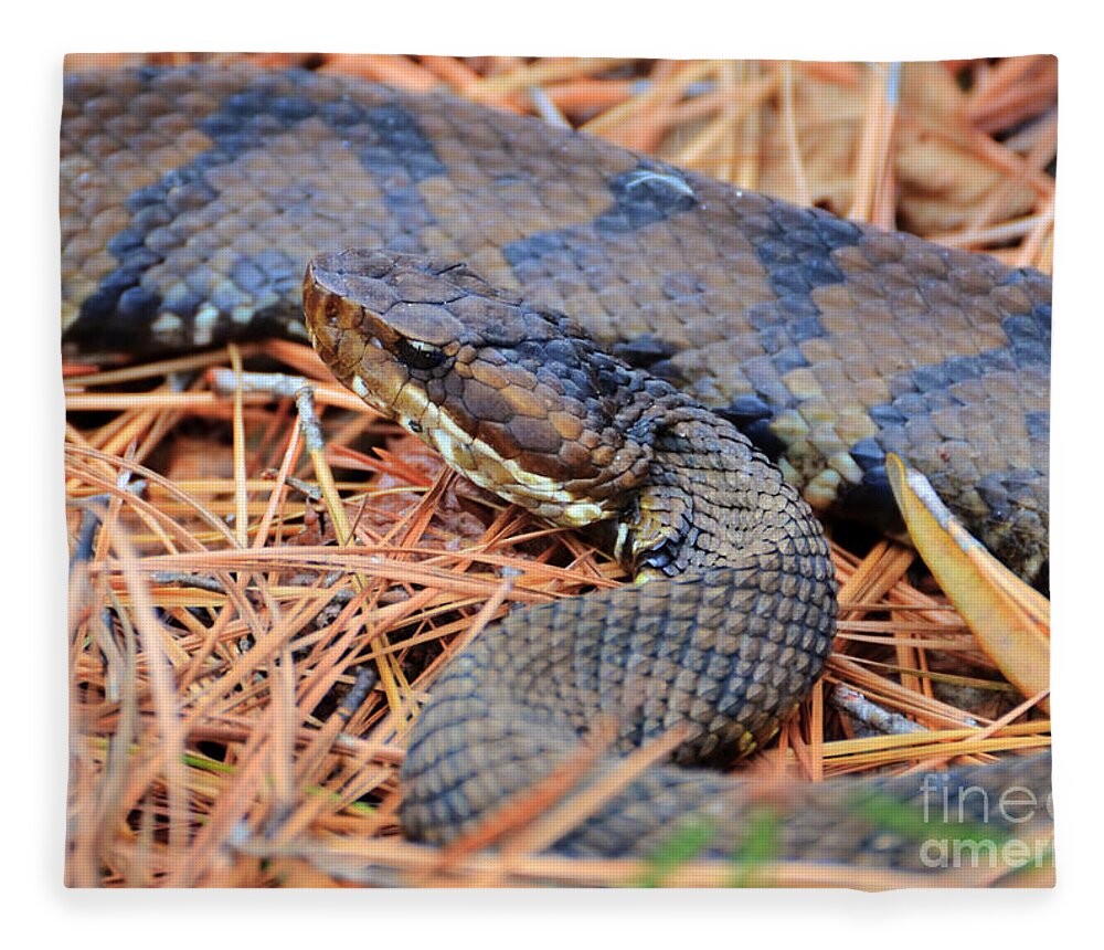 Snakes Fleece Blanket featuring the photograph Christmas Surprise by Kathy Baccari