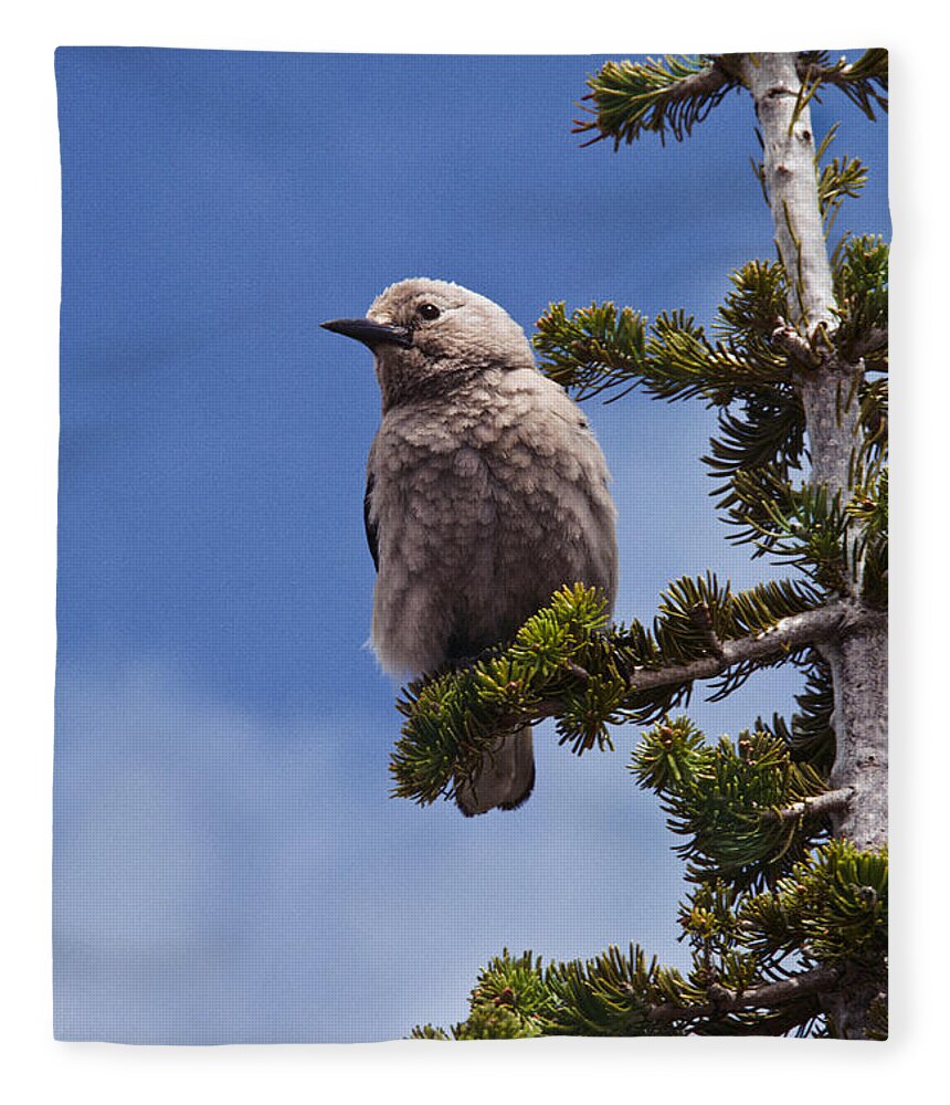 Animal Fleece Blanket featuring the photograph Clark's Nutcracker in a Fir Tree by Jeff Goulden