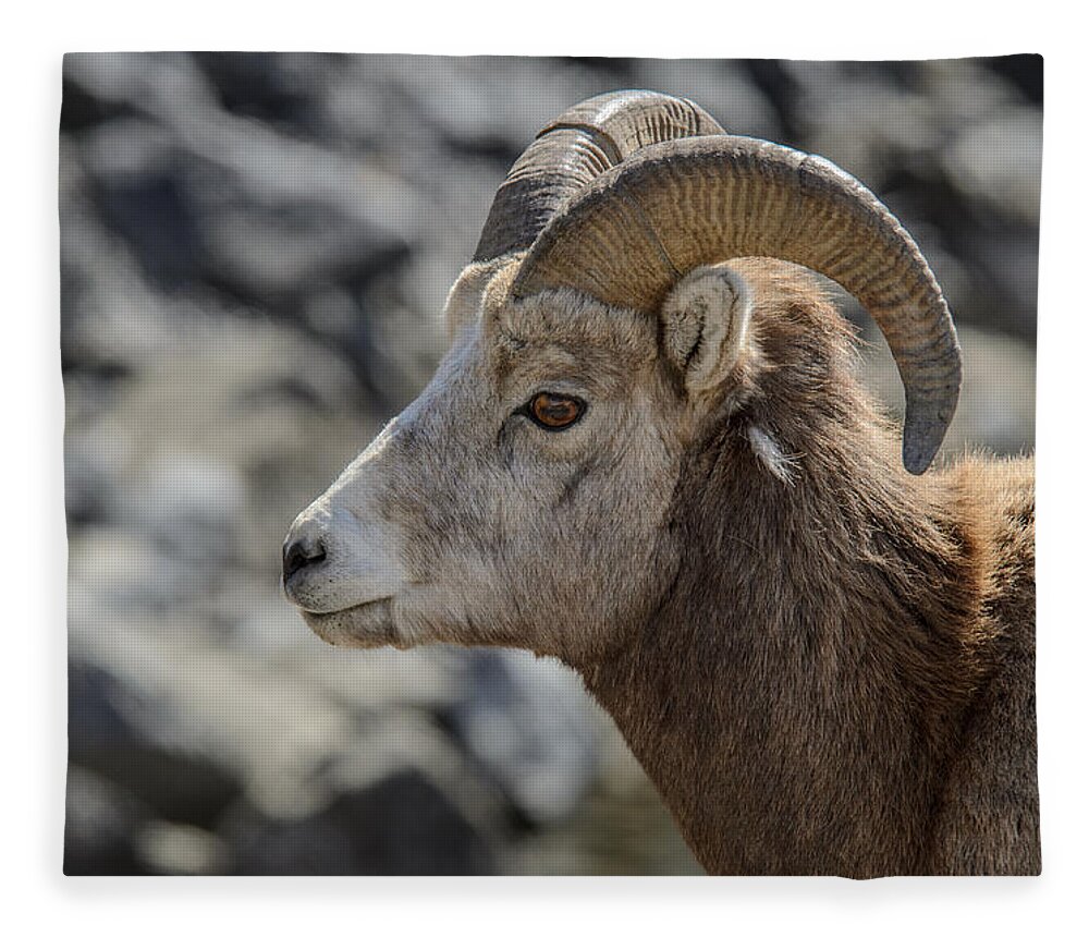Big Horn Sheep Fleece Blanket featuring the photograph Close Big Horn Sheep by Roxy Hurtubise