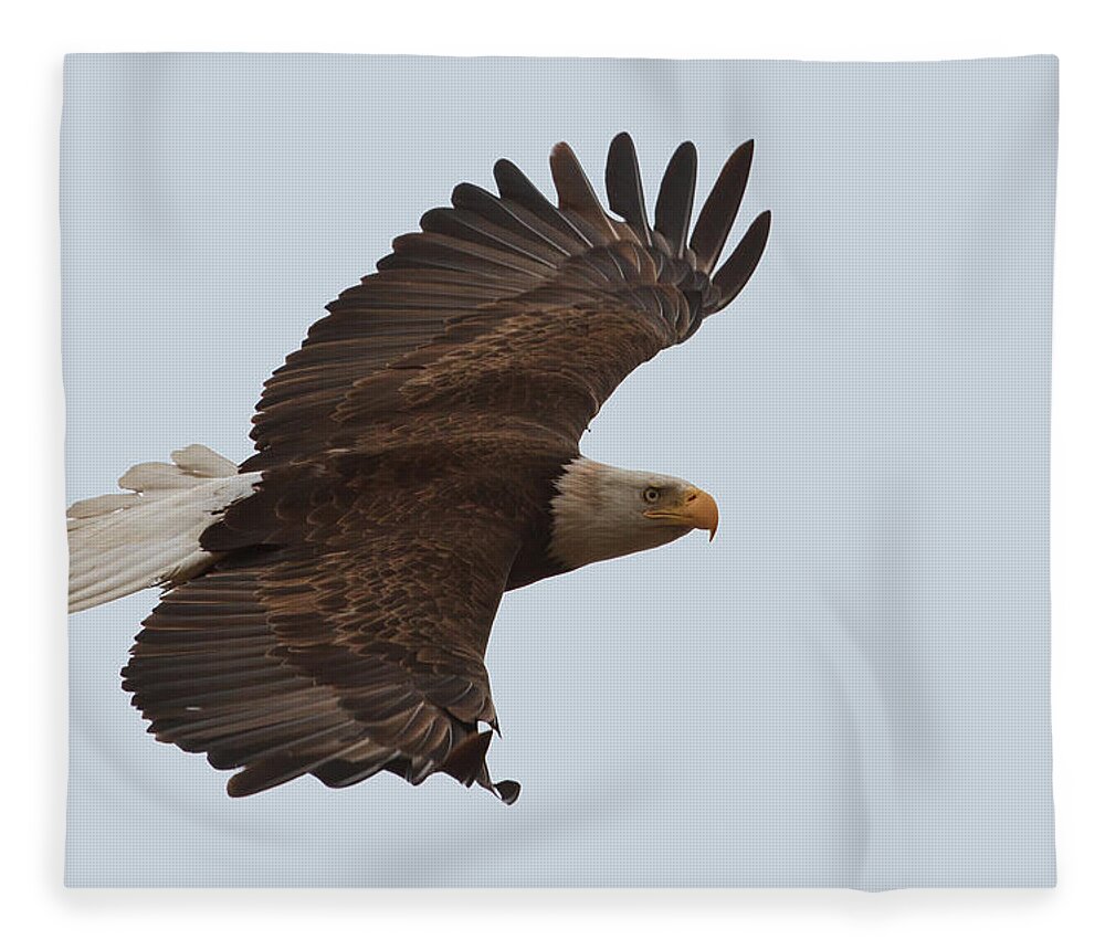 Bald Eagle Fleece Blanket featuring the photograph Close Encounter of the Best kind by Beth Sargent