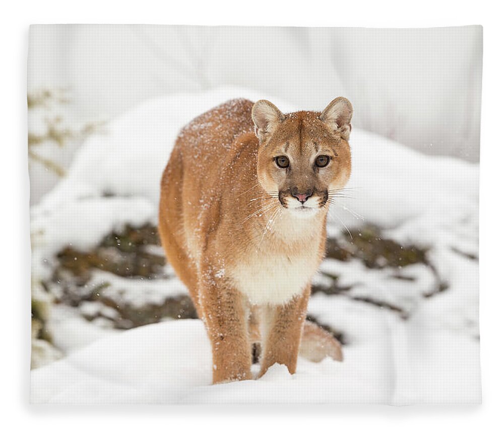 Alertness Fleece Blanket featuring the photograph Close Up Of A Mountain Lion by Regis Vincent