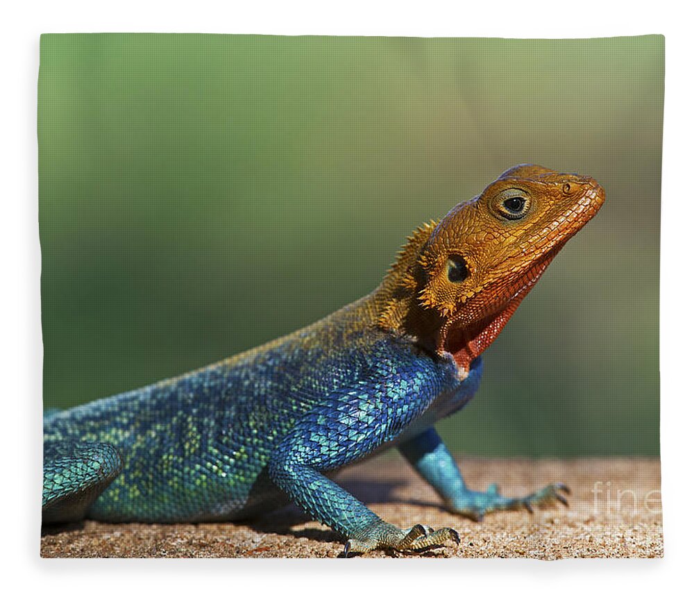 Festblues Fleece Blanket featuring the photograph Colorful Awesomeness... by Nina Stavlund