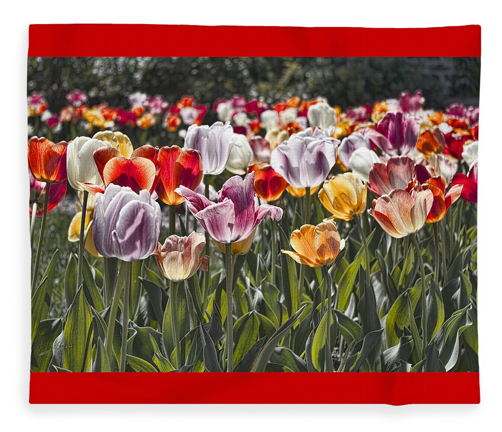 Tulip Fleece Blanket featuring the photograph Colorful Tulips in the Sun by Sharon Popek