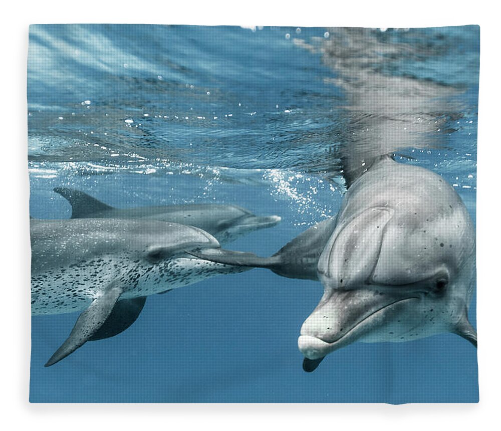 Underwater Fleece Blanket featuring the photograph Coming Close by Kerstin Meyer