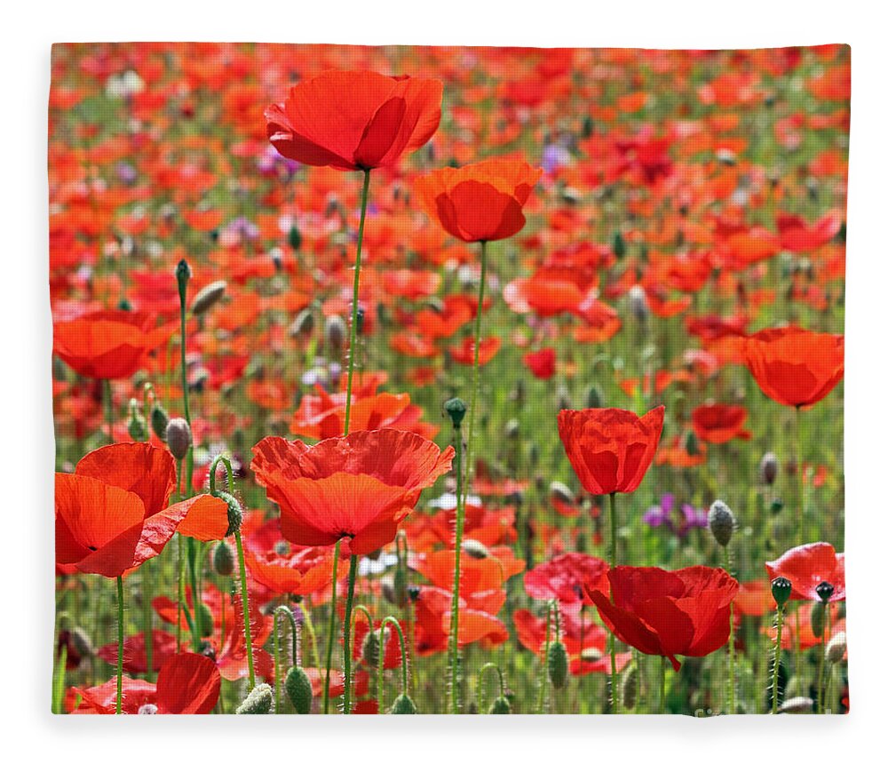 Commemorative Poppies Uk Red Flower Poppy Flowers Meadow Field Fleece Blanket featuring the photograph Commemorative Poppies by Julia Gavin