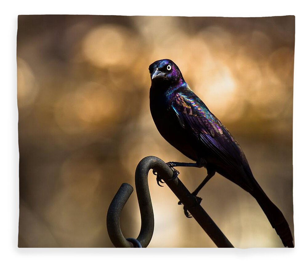 Common Grackle Fleece Blanket featuring the photograph Common Grackle by Robert L Jackson