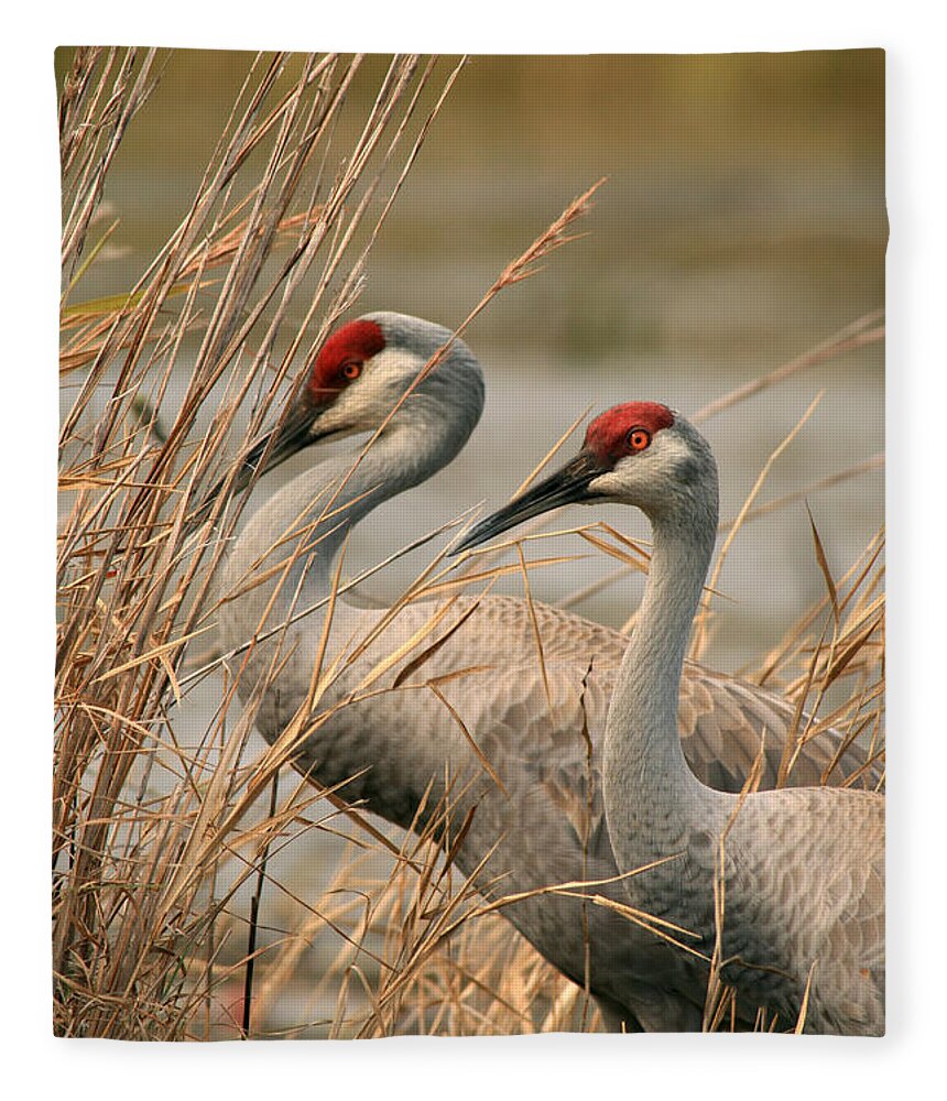 Sandhill Cranes Fleece Blanket featuring the photograph Content Pair by Miss Crystal D