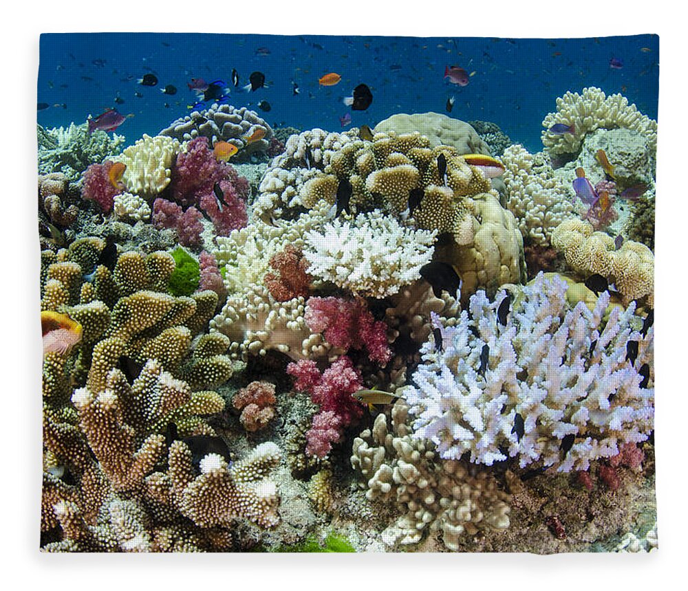 Pete Oxford Fleece Blanket featuring the photograph Coral Reef Diversity Fiji by Pete Oxford