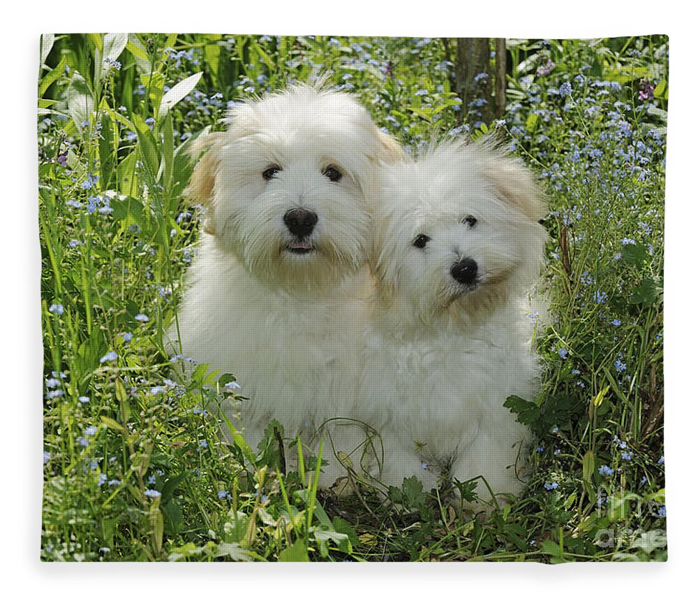 Dog Fleece Blanket featuring the photograph Coton De Tulear Dogs by John Daniels