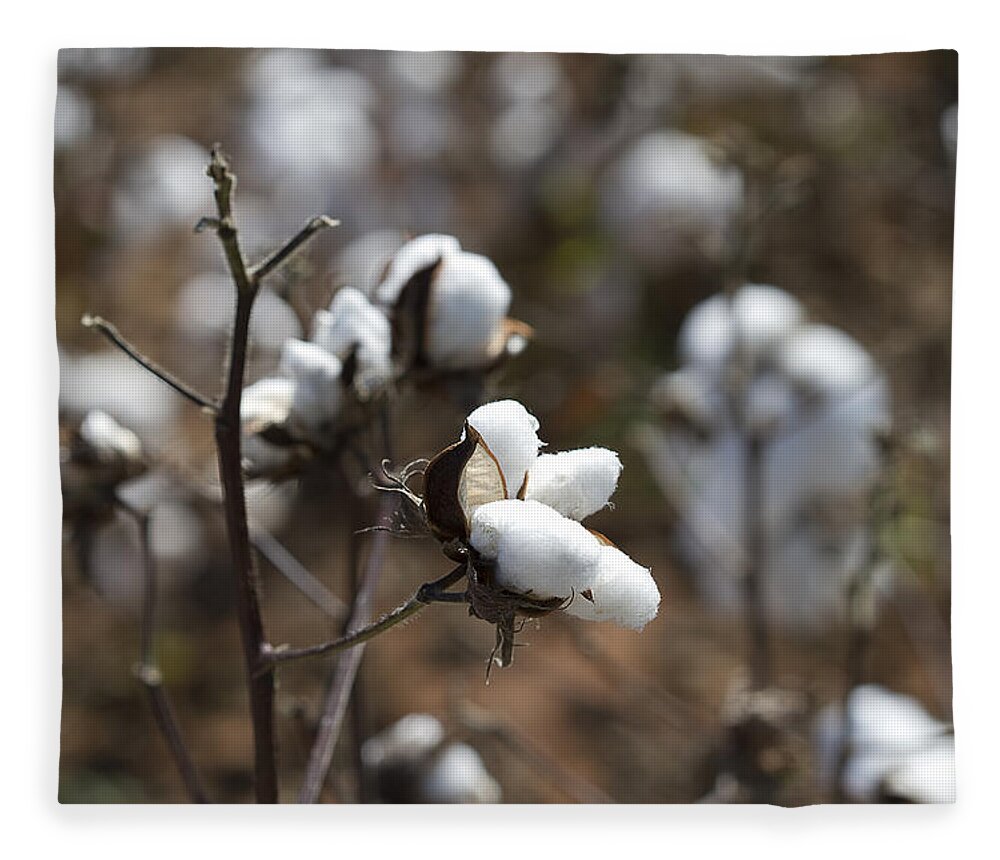 Cotton Fleece Blanket featuring the photograph Cotton Southern Gold by Kathy Clark