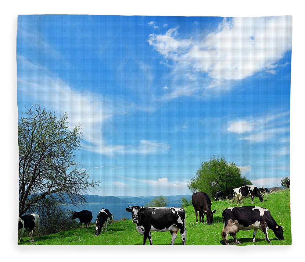 Simmental Cattle Fleece Blanket featuring the photograph Cows On The Field by Eli asenova