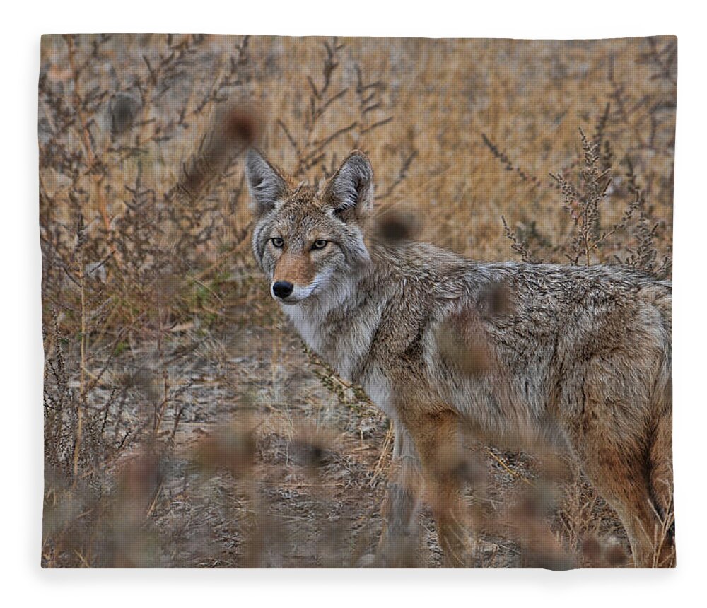Coyote Fleece Blanket featuring the photograph Coyote by David Armstrong