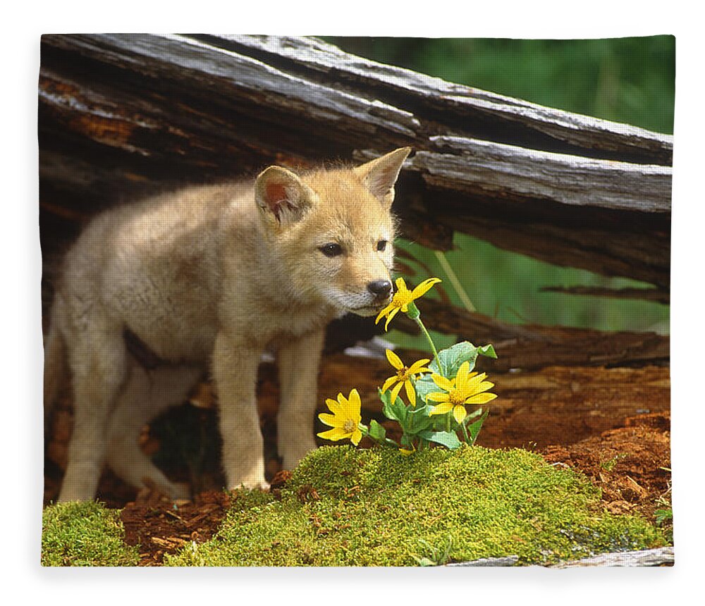 Feb0514 Fleece Blanket featuring the photograph Coyote Pup Montana by Tom Vezo