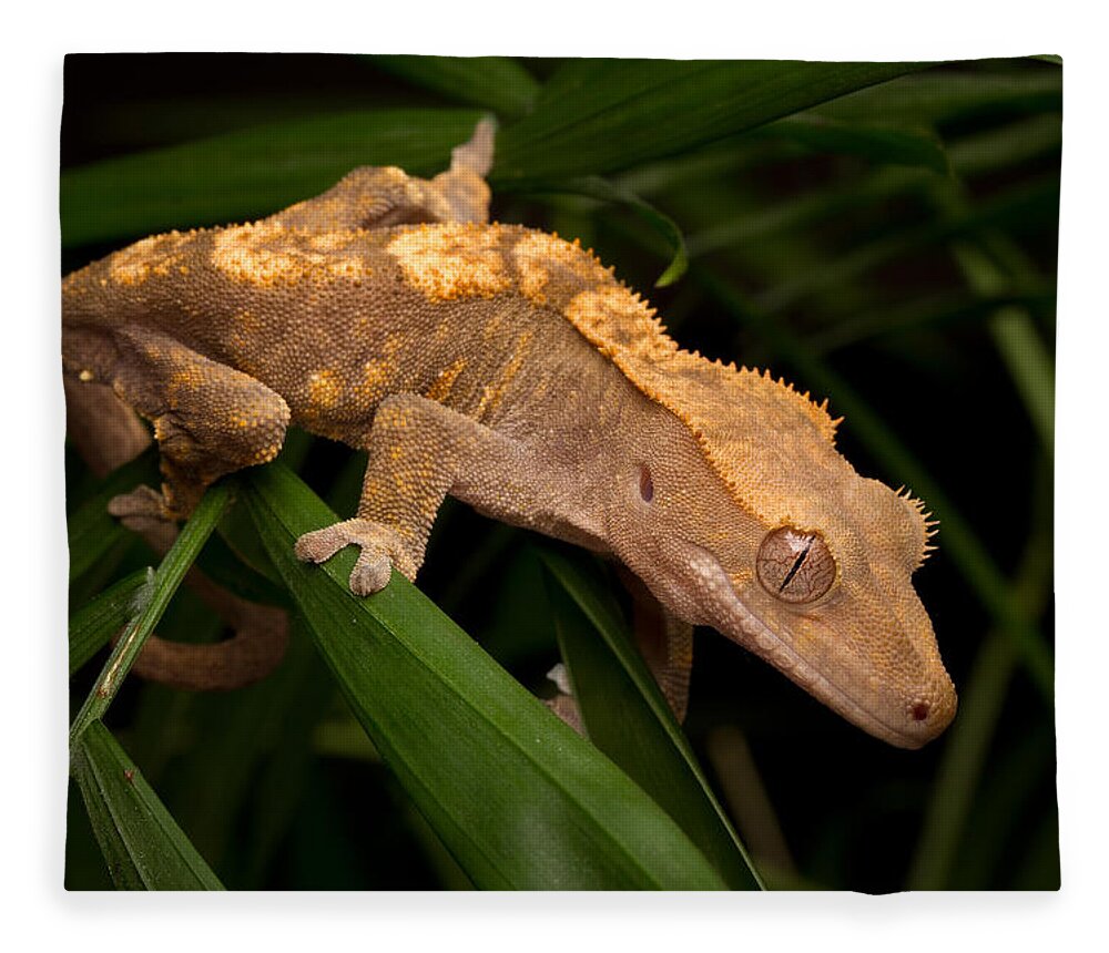 New Caledonian Crested Gecko Fleece Blanket featuring the photograph Crested Gecko Rhacodactylus Ciliatus by David Kenny