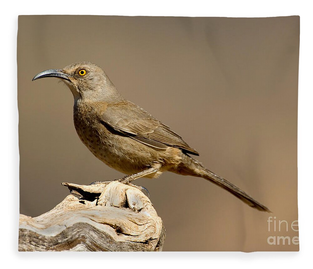 Fauna Fleece Blanket featuring the photograph Curve-billed Thrasher Toxostoma by Anthony Mercieca