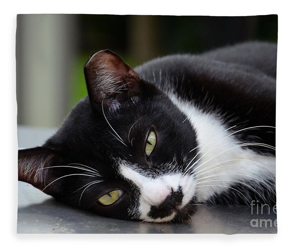 Cat Fleece Blanket featuring the photograph Cute black and white tuxedo cat with nipped ear rests by Imran Ahmed
