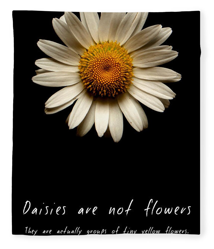 Daisies Are Not Flowers Fleece Blanket featuring the photograph Daisies are not flowers by Weston Westmoreland