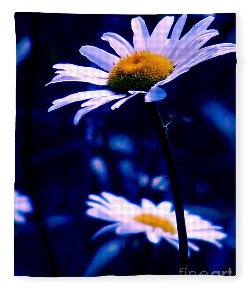 Nature Fleece Blanket featuring the photograph Daisies In The Blue Realm by Rory Siegel