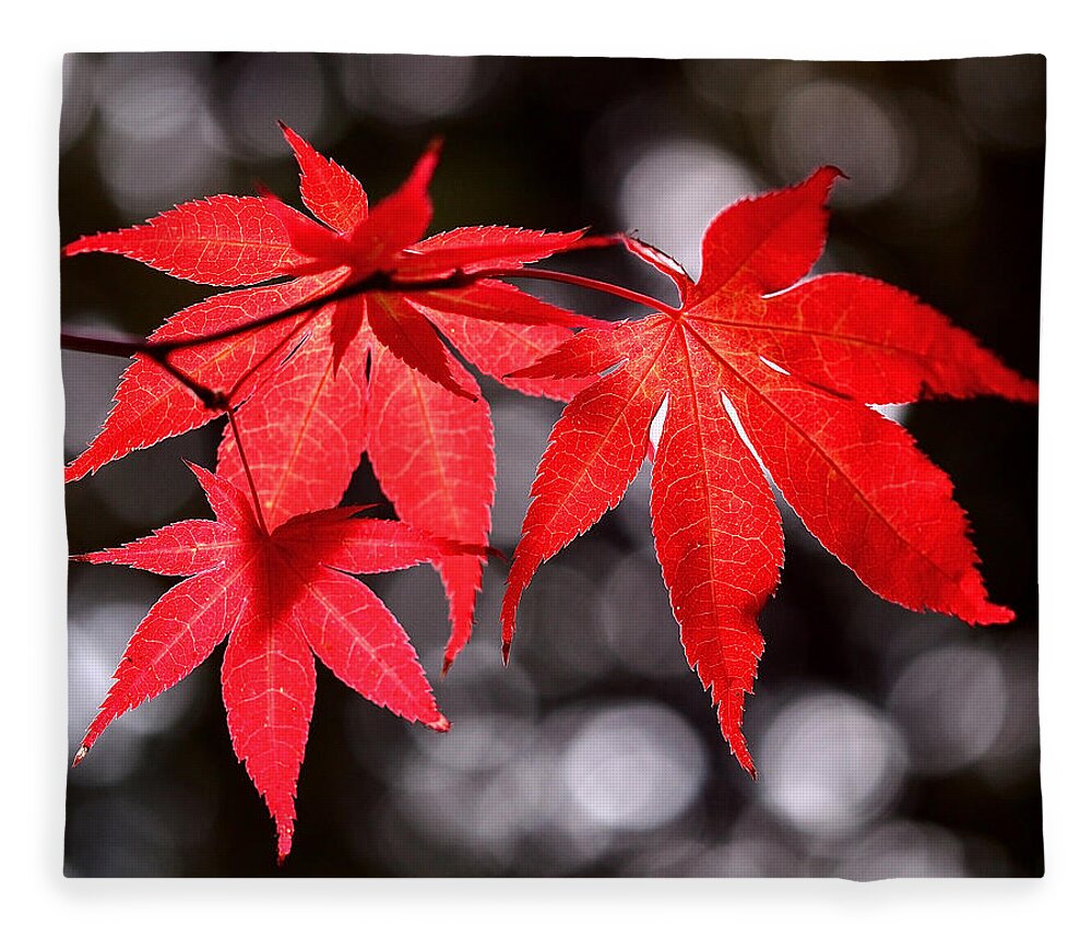 Maple Leaves Fleece Blanket featuring the photograph Dancing Japanese Maple by Rona Black