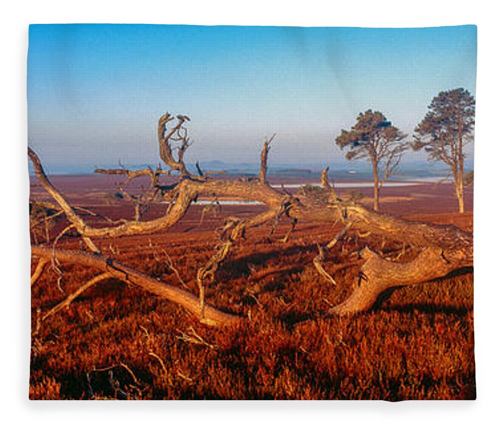 Photography Fleece Blanket featuring the photograph Dead Trees, Southern Uplands by Panoramic Images