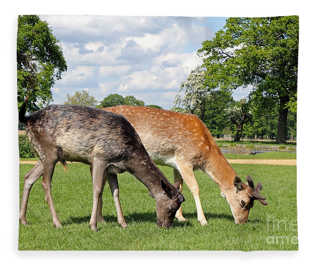 Deer Fallow Grazing 2 British English Landscape Wildlife Animals Animal Fleece Blanket featuring the photograph Two Deer by Julia Gavin