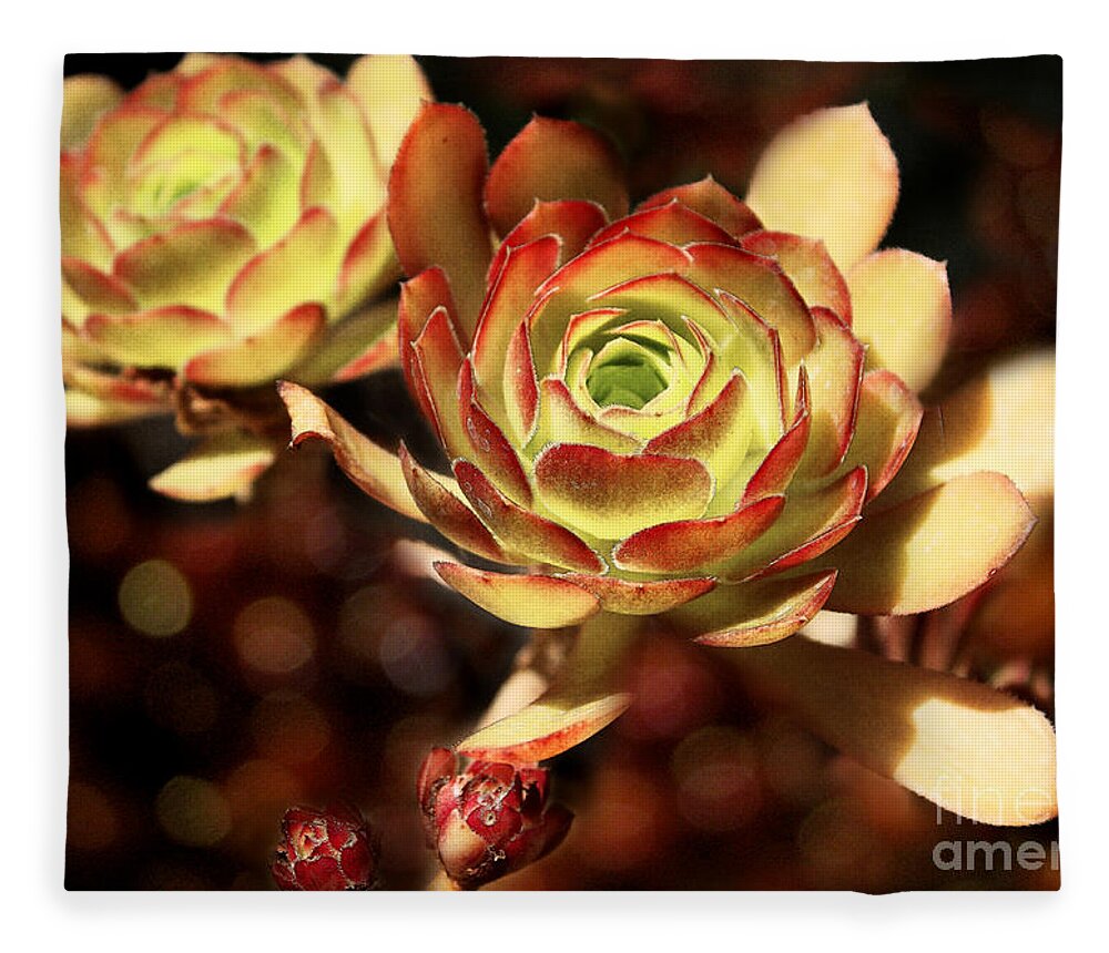Plants Fleece Blanket featuring the photograph Desert Roses by Ellen Cotton