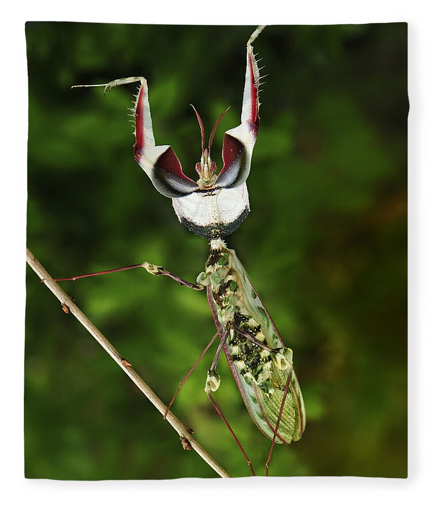 Thomas Marent Fleece Blanket featuring the photograph Devils Praying Mantis In Defensive by Thomas Marent