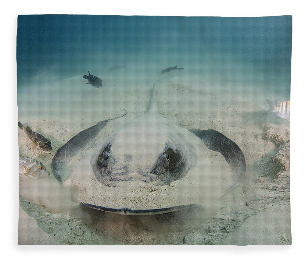 Pete Oxford Fleece Blanket featuring the photograph Diamond Stingray Digging In Sand by Pete Oxford