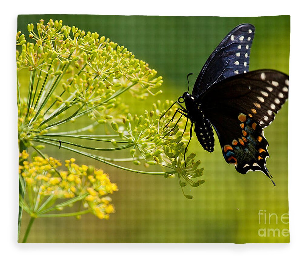 Butterfly Fleece Blanket featuring the photograph Dill and the Butterfly by Jan Killian