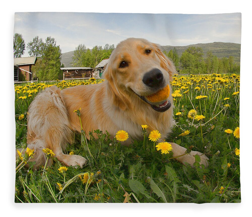 Puppy Fleece Blanket featuring the photograph Dog Ball and Dandelions by Allan Van Gasbeck