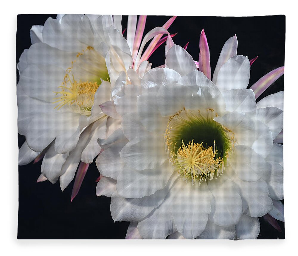 Echinopsis Candican Fleece Blanket featuring the photograph Double Illumination by Tamara Becker