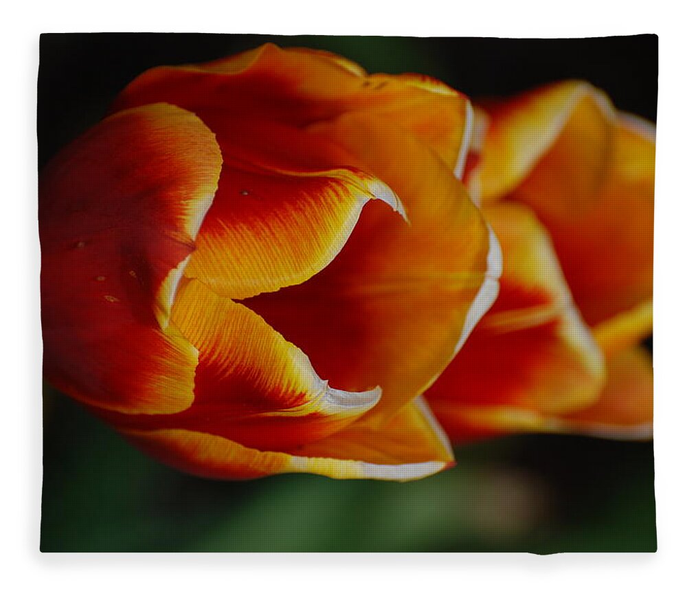 Tulip Fleece Blanket featuring the photograph Double Vision by Kathy Paynter