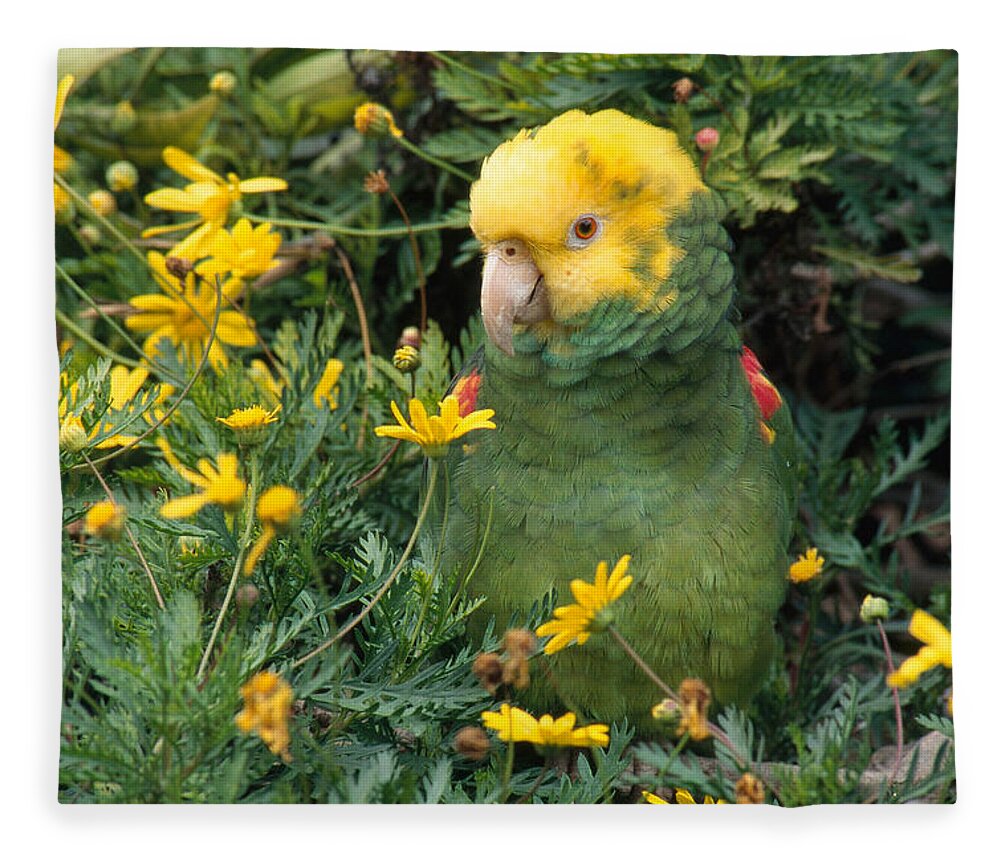 Amazon Parrot Fleece Blanket featuring the photograph Double Yellow Headed Parrot by Craig K. Lorenz