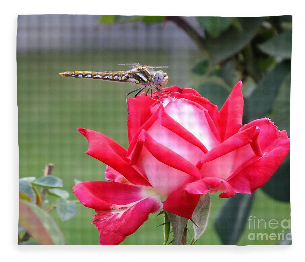Dragon Fly Fleece Blanket featuring the photograph Dragon's Kiss by Yenni Harrison