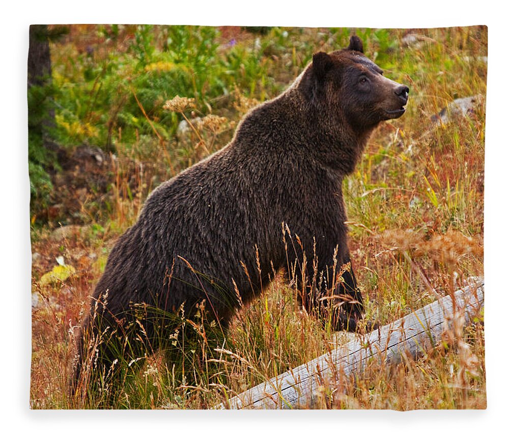 Alert Fleece Blanket featuring the photograph Dunraven Grizzly by Mark Kiver