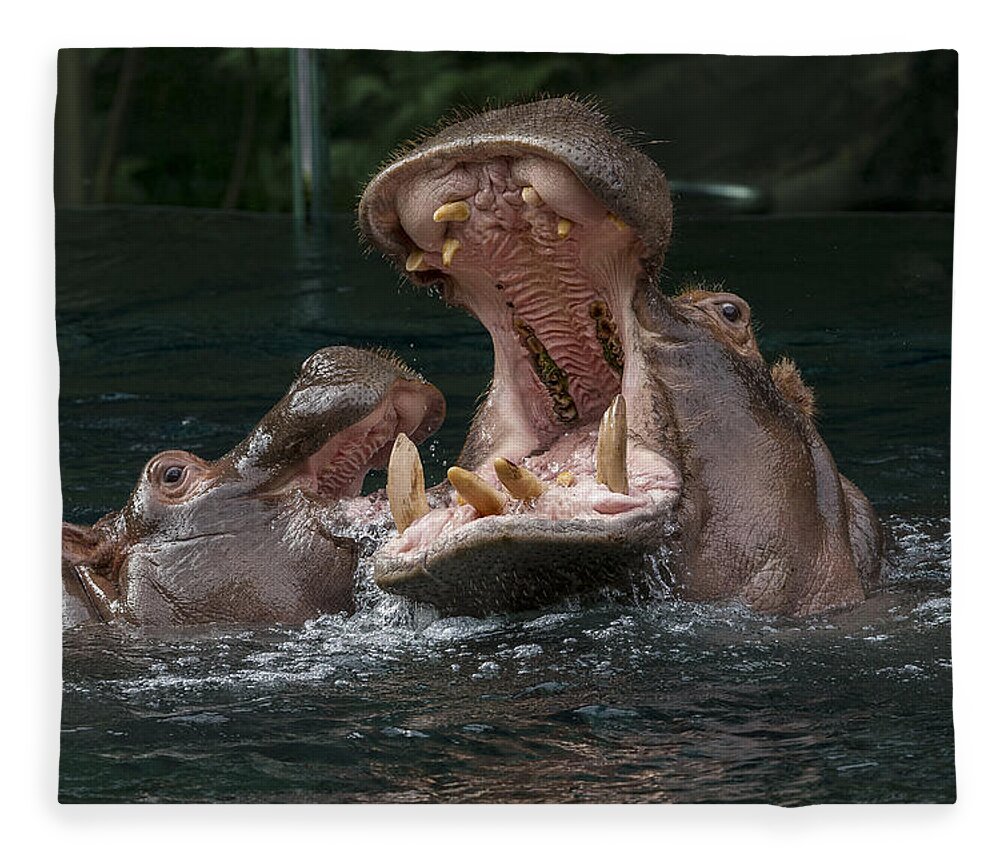 Feb0514 Fleece Blanket featuring the photograph East African River Hipp And Calf by San Diego Zoo