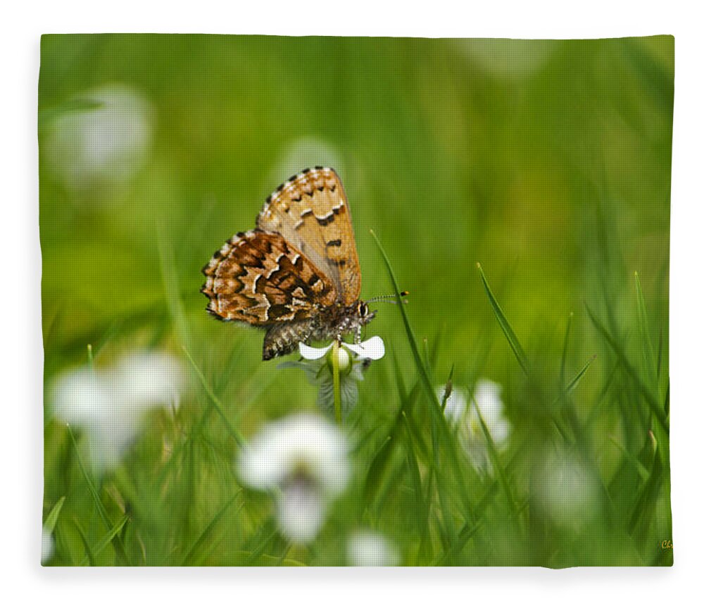 Butterfly Fleece Blanket featuring the photograph Eastern Pine Elfin Butterfly by Christina Rollo