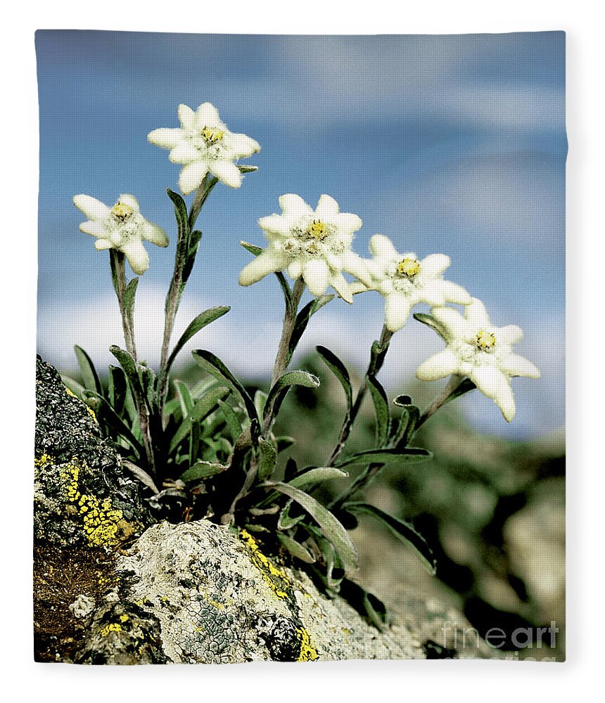 Plant Fleece Blanket featuring the photograph Edelweiss by Hermann Eisenbeiss