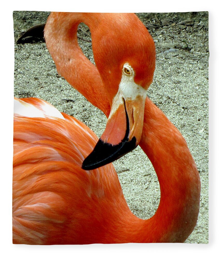 Orange Fleece Blanket featuring the photograph Figure Eight Flamingo by Bob Slitzan