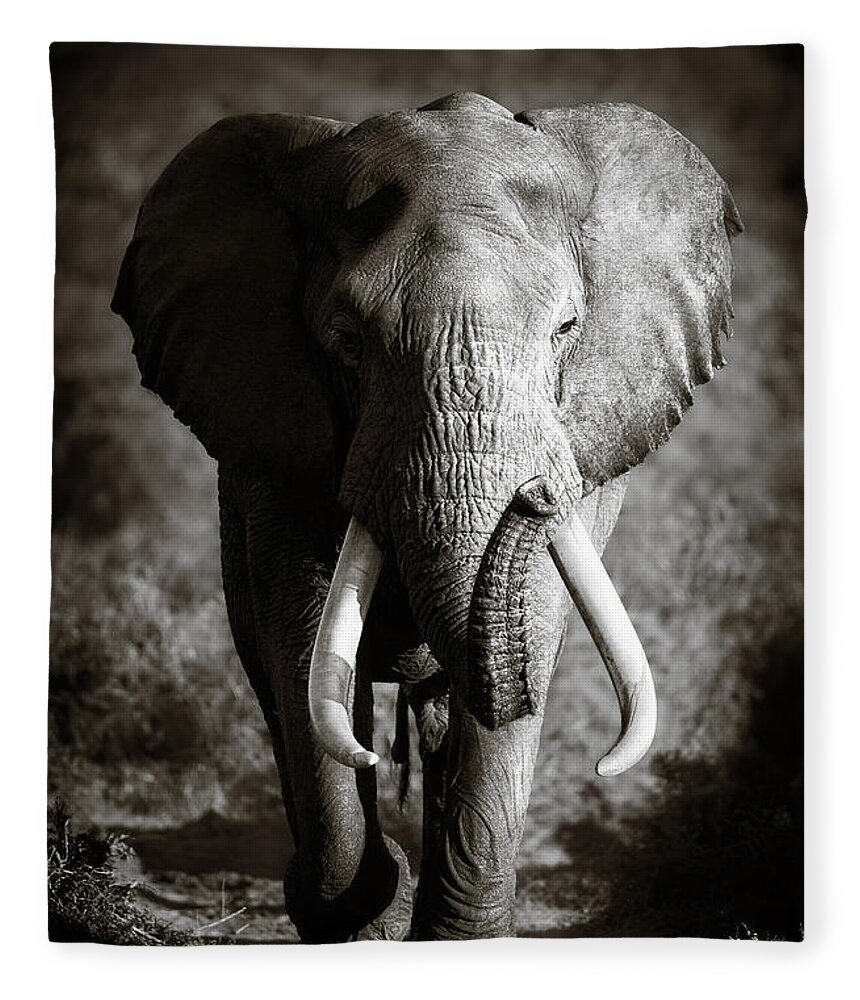 Elephant Fleece Blanket featuring the photograph Elephant Bull by Johan Swanepoel