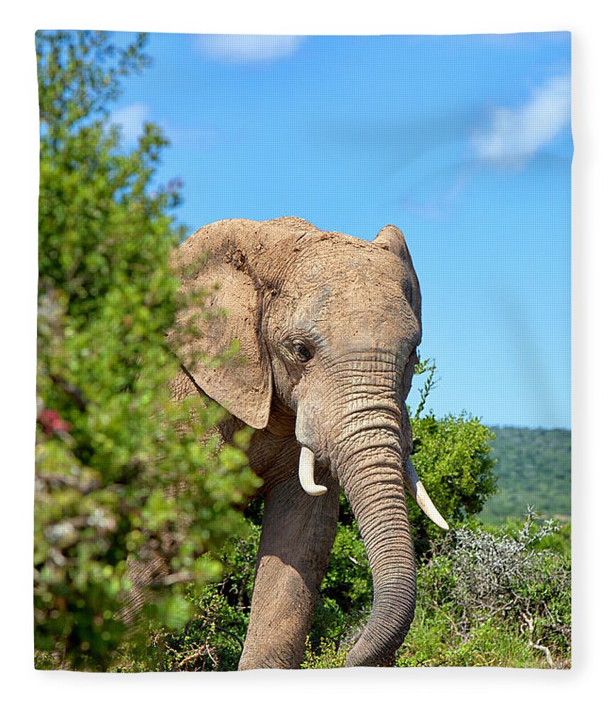 Extreme Terrain Fleece Blanket featuring the photograph Elephant In The Bush by Mof