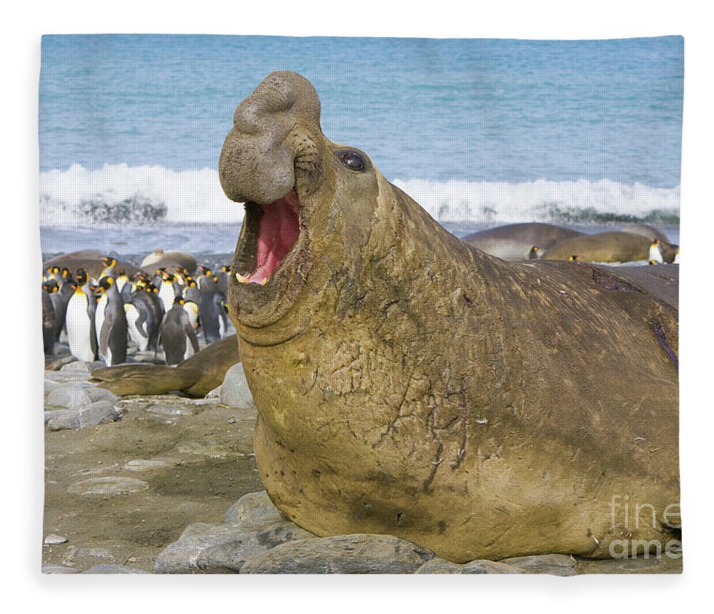00345872 Fleece Blanket featuring the photograph Elephant Seal Roaring by Yva Momatiuk John Eastcott