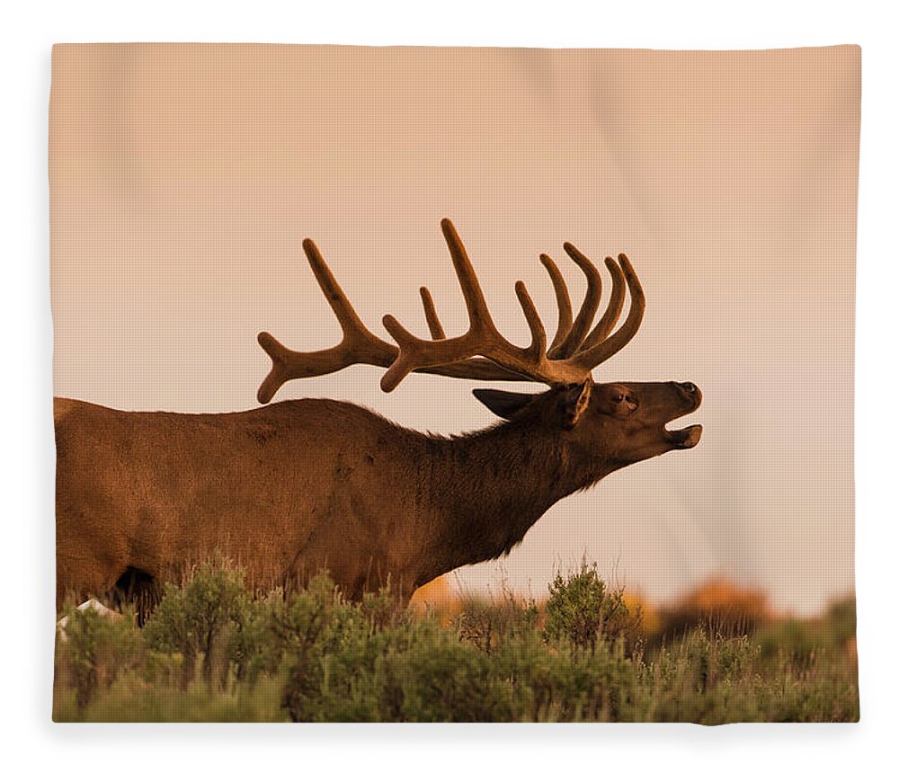 Animal Themes Fleece Blanket featuring the photograph Elk In Velvet On Hill In Yellowstone by © J. Bingaman Photography