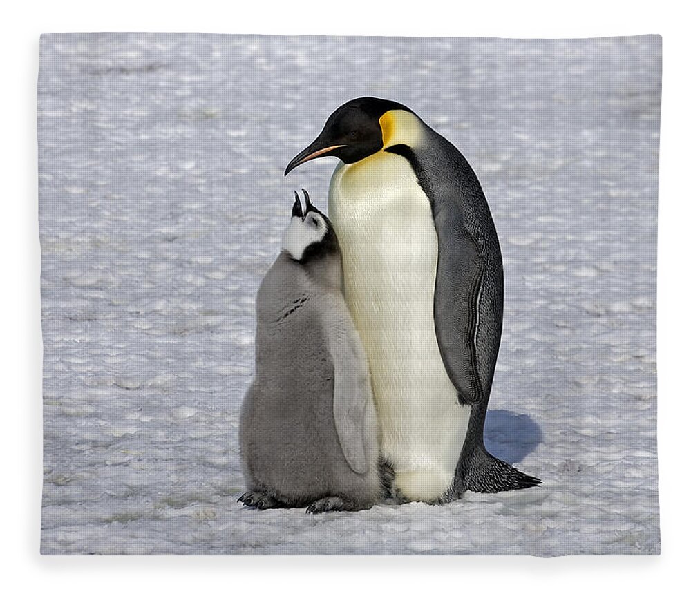 Flpa Fleece Blanket featuring the photograph Emperor Penguin And Chick Snow Hill Isl by Roger Tidman