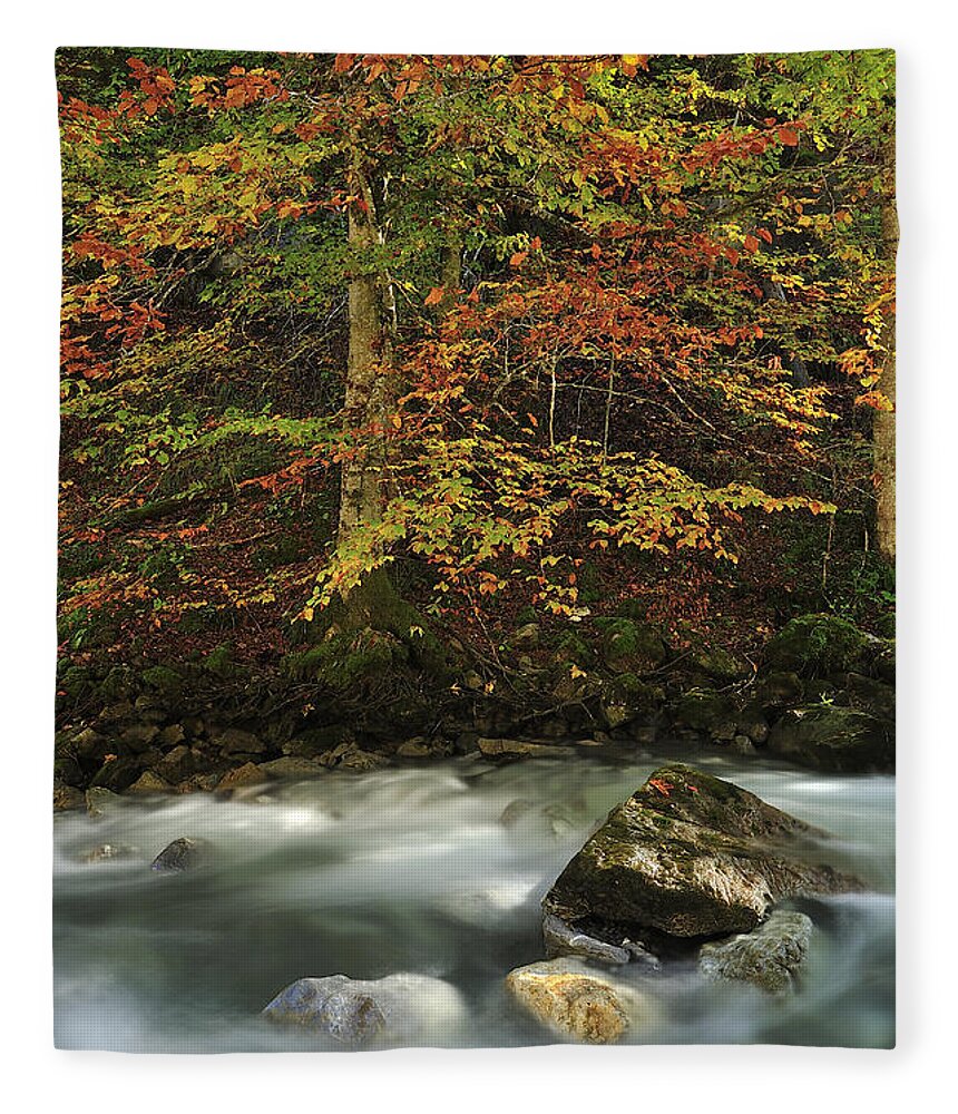Feb0514 Fleece Blanket featuring the photograph European Beech Forest Switzerland by Thomas Marent