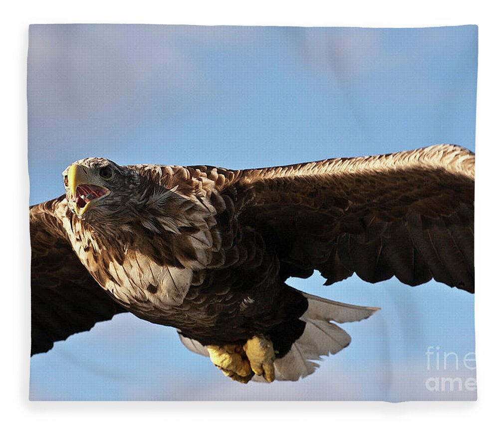 White_tailed Eagle Fleece Blanket featuring the photograph European Flying Sea Eagle 1 by Heiko Koehrer-Wagner
