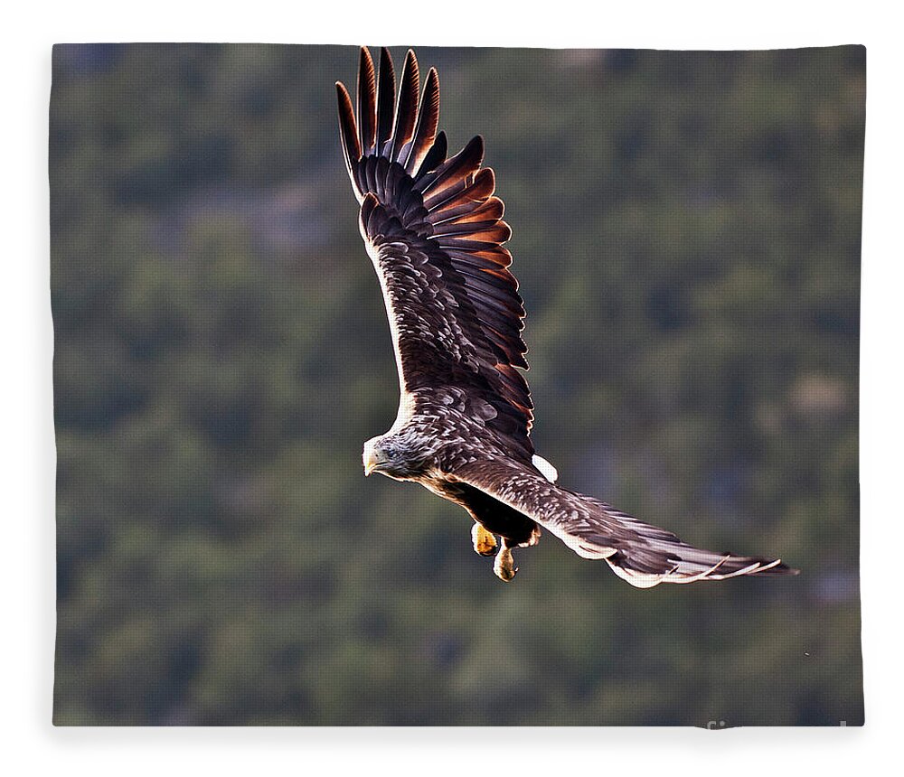 White_tailed Eagle Fleece Blanket featuring the photograph European Flying Sea Eagle 4 by Heiko Koehrer-Wagner